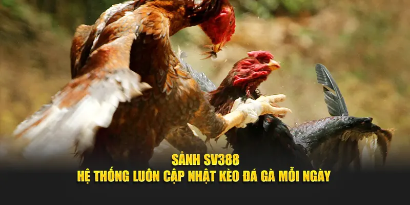 Sảnh SV388 Kinh nghiệm khi chọn kèo đá gà tại sảnh SV388