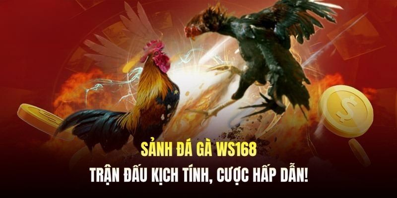 Sảnh WS168 Hướng dẫn cá cược đá gà tại sảnh WS168 8kbet